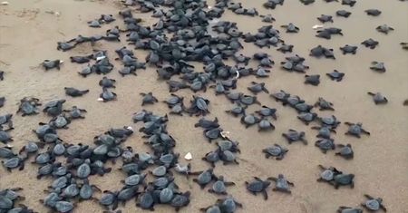 Miliony żółwi na plaży. Efekt koronawirusa