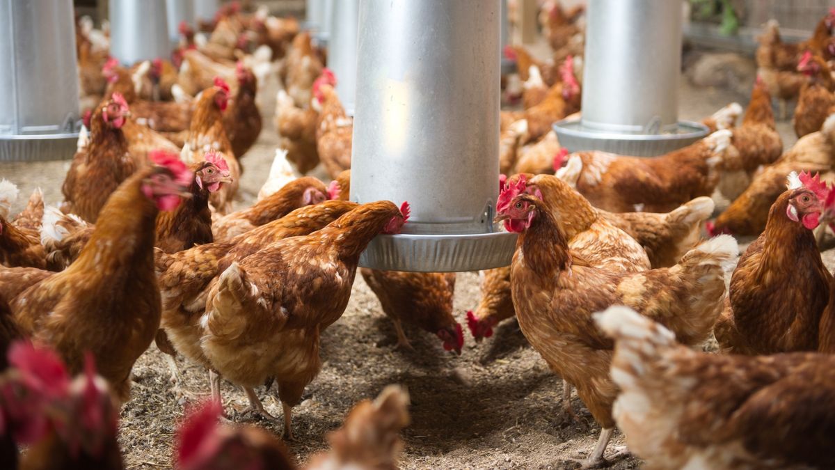 Polscy producenci drobiu obawiają się importu z Brazyli