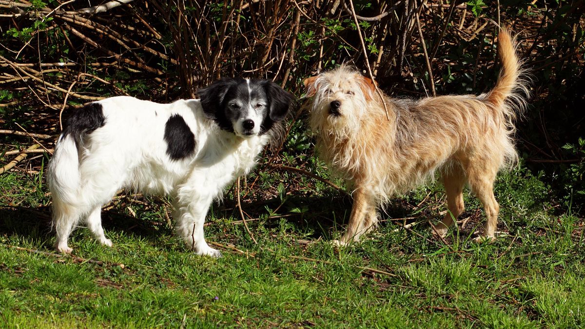 Koronawirus w Polsce. Psy korzystają na pandemii