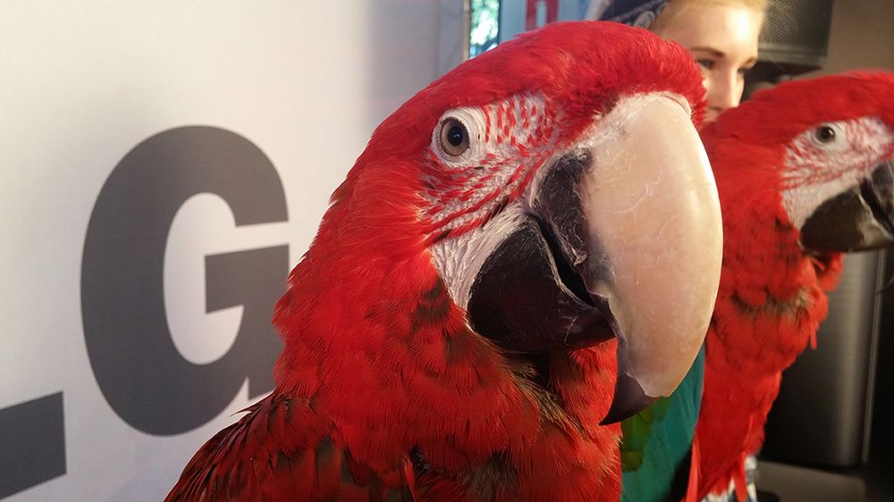 LG G3 - przykładowe zdjęcia z polskiej premiery 1