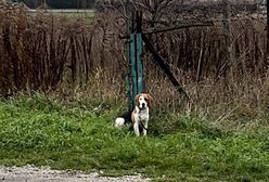 Przywiązała psa i odeszła. Wstrząsające nagranie