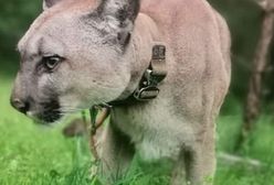 Ogrodzieniec. Puma jest już bezpieczna. Ale to nie koniec tej historii