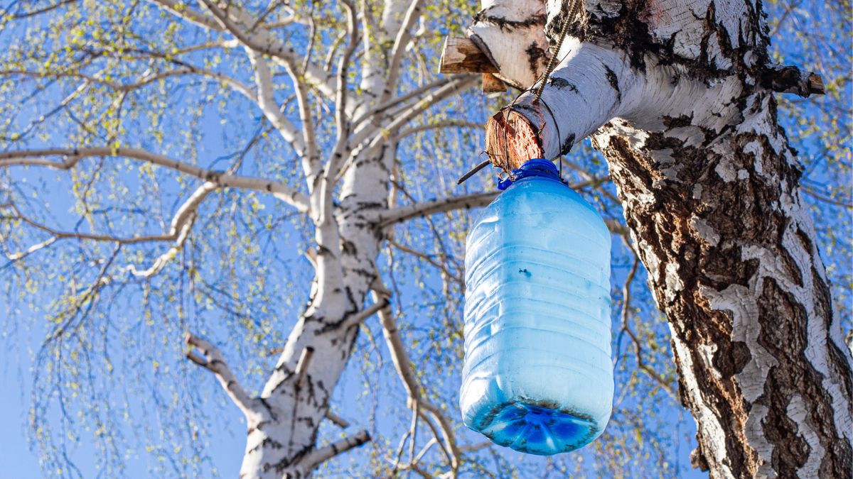 Zbieranie oskoły w lesie.
