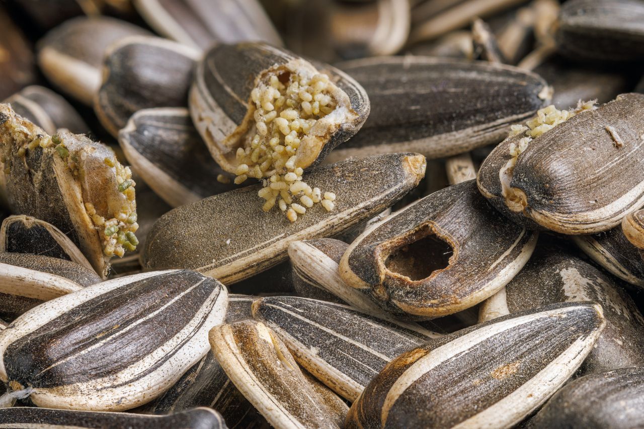 Mogą złożyć nawet 400 jaj. Jeśli je zauważysz w kuchni, działaj natychmiast