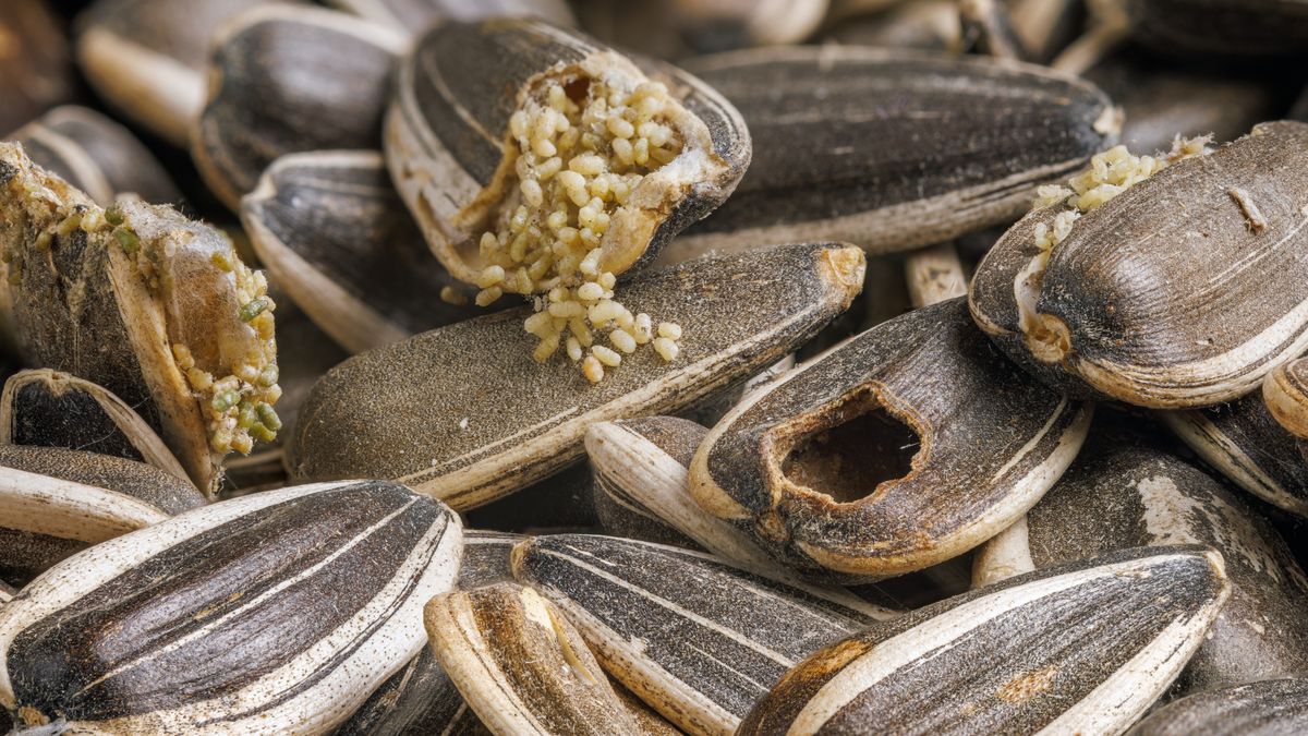 sunflower seeds corrupted with pantry flour moths
sunflower seeds disgustingly corrupted with bird seed pantry flour moths
z1b