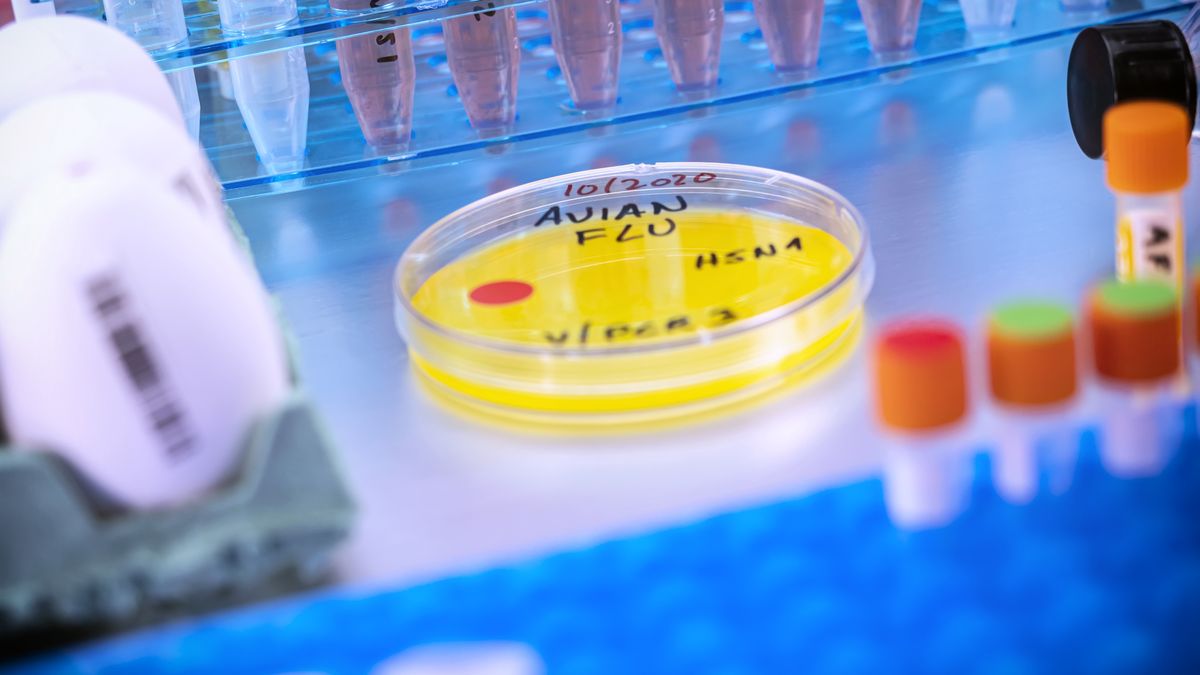 Pierwszy przypadek ptasiej grypy u człowieka w Meksyku