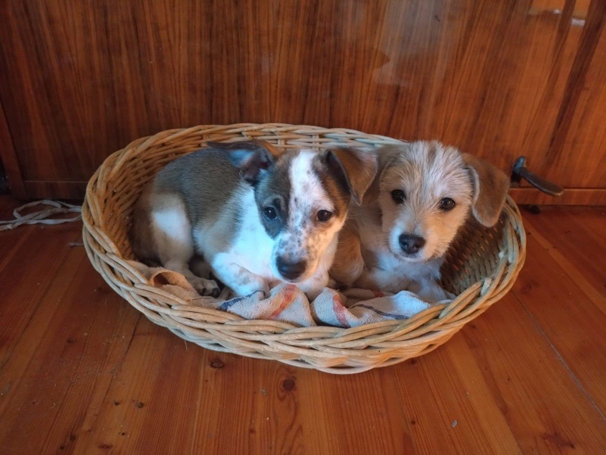 Konin: Uratowane z klatki na targowisku. Szczeniaki szukają domu