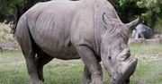 Handel rogiem nosorożca legalny? Kontrowersyjny pomysł naukowców