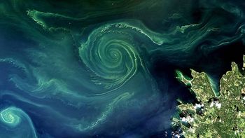 Zielone wiry na Bałtyku. Satelita pokazuje niepokojące zjawisko