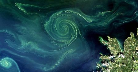 Zielone wiry na Bałtyku. Satelita pokazuje niepokojące zjawisko