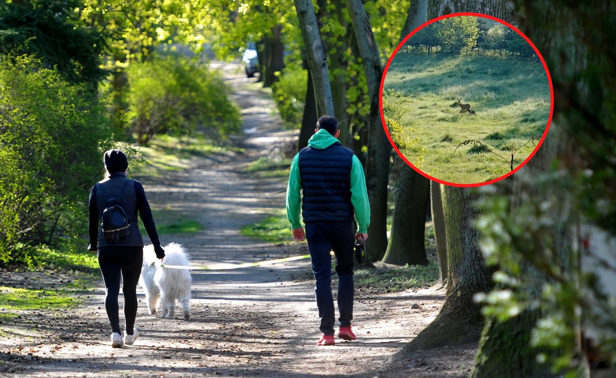 Zauważysz je w trawie? Nie dotykaj. Leśnicy ostrzegają
