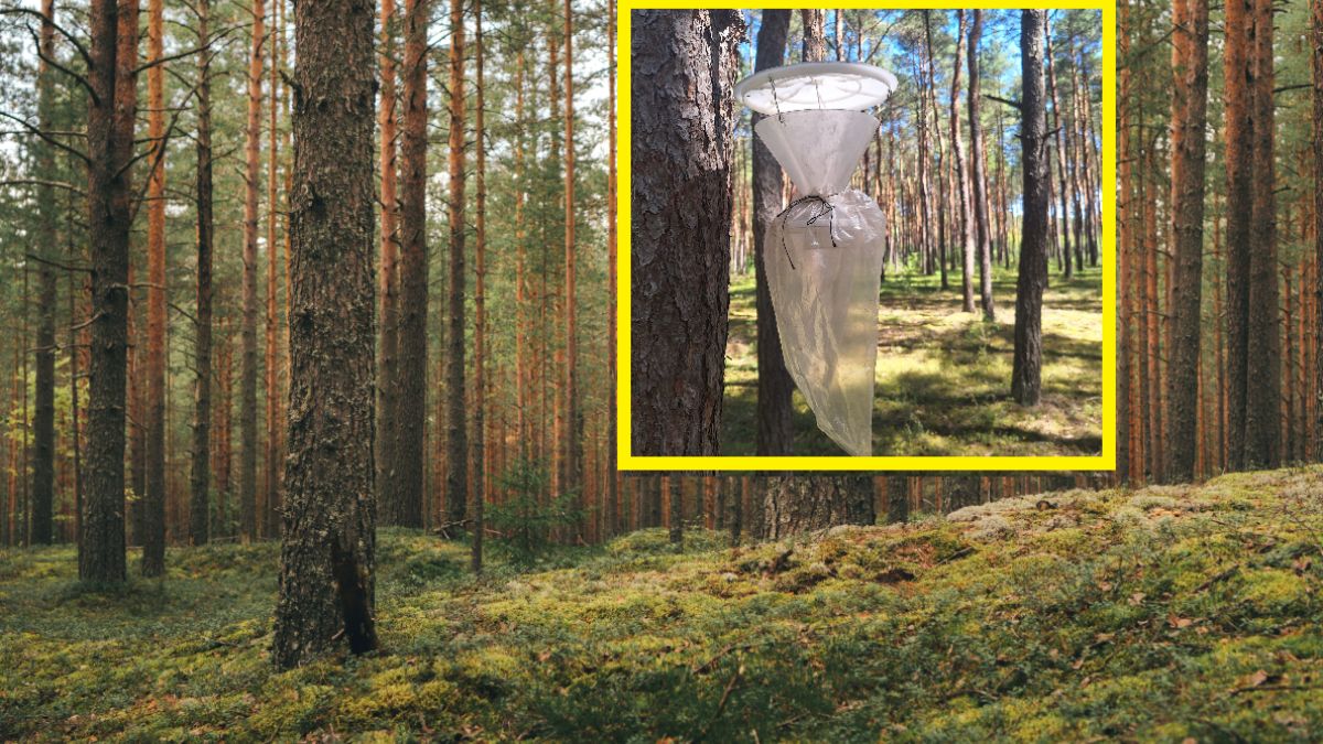 Leśnicy zostawiają pułapki