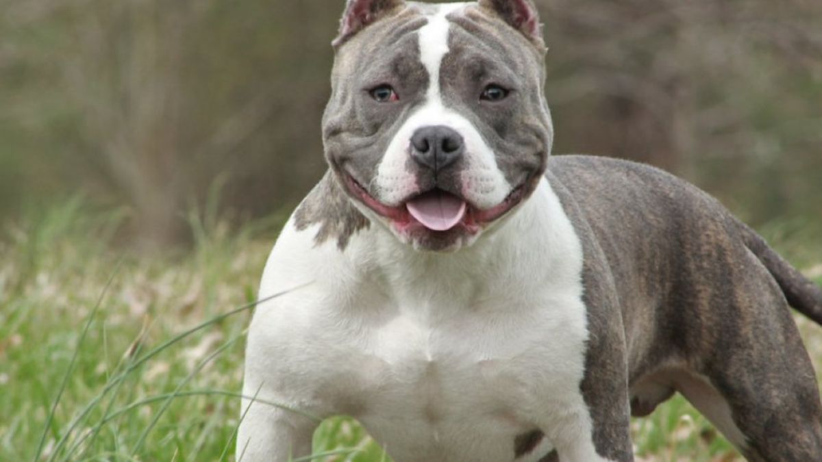 American Bully XL