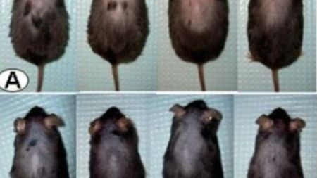 Uczeni przez przypadek odkryli lekarstwo na łysienie 1