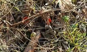 Tylko przegarnął ściółkę. Przecierają oczy. "Co to jest?"