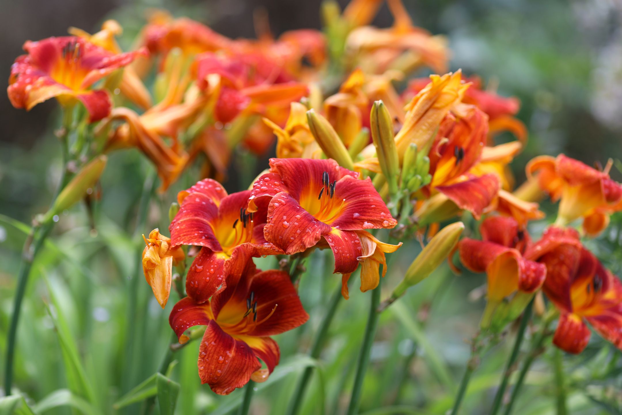 Liliowce