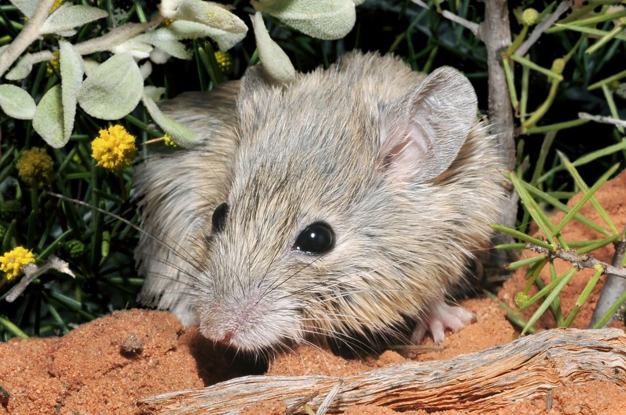 Mysz odnaleziona na wyspie w Zatoce Rekina.