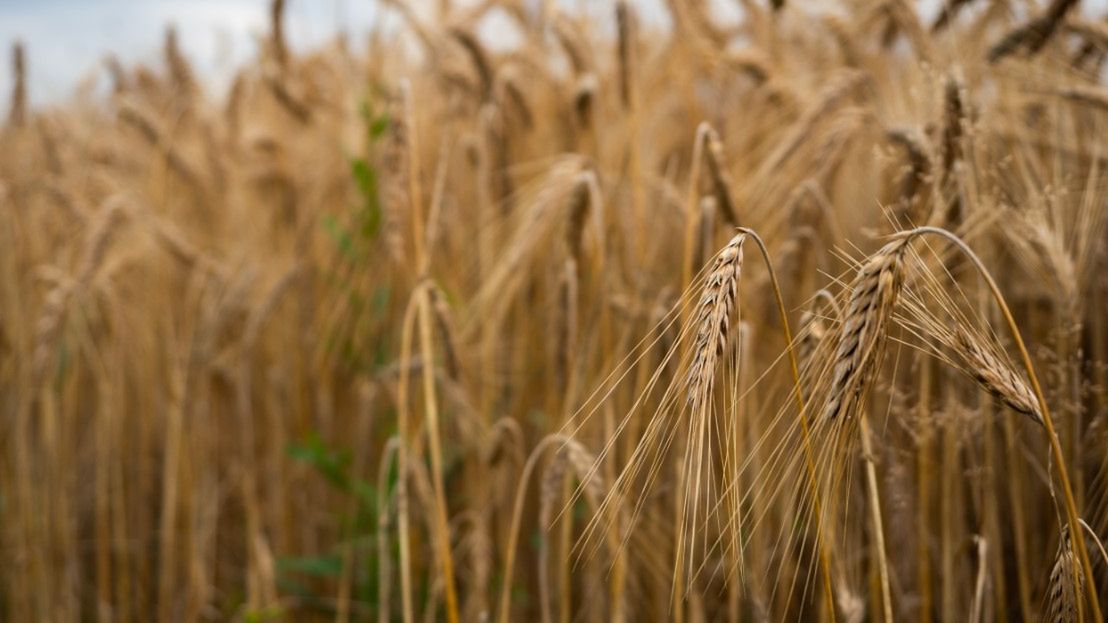 Jęczmień – gatunki zboża, zastosowanie i wartości odżywcze