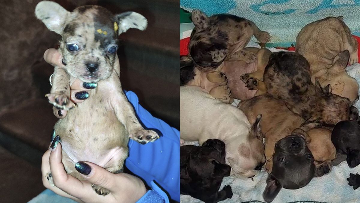 Wolontariusze odebrali właścicielce kolejne kilkanaście zwierząt