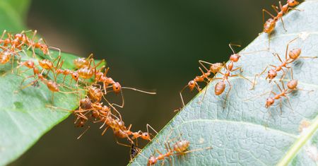 Odkrycie polskich naukowców. Im starsza mrówka, tym większa bohaterka