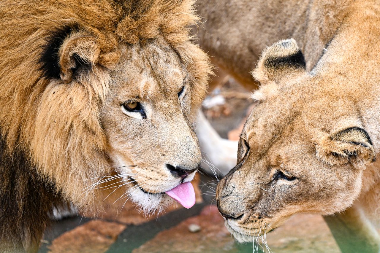 Boy, 8, survives 5 days in Africa's lion-filled wilderness