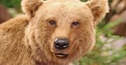 Włoskie niedźwiedzie łagodnieją. Powód zaskakuje