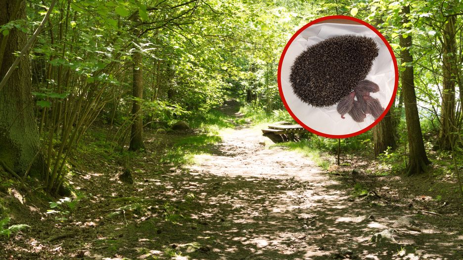 Te urocze zwierzęta często pojawiają się w naszych ogrodach