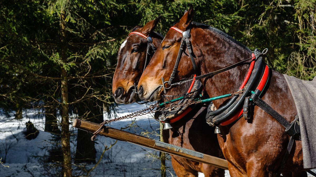 Konie nad Morskim Okiem