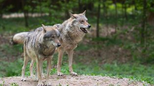 Gniezno: Wilk zauważony w okolicach Potrzymowa. Sołtys apeluje o ostrożność