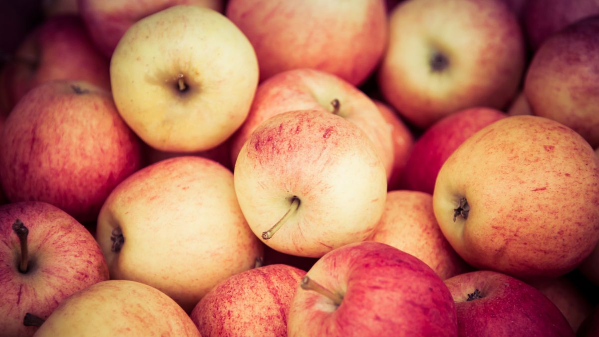 Jabłka alwa są równie smaczne, jak antonówki