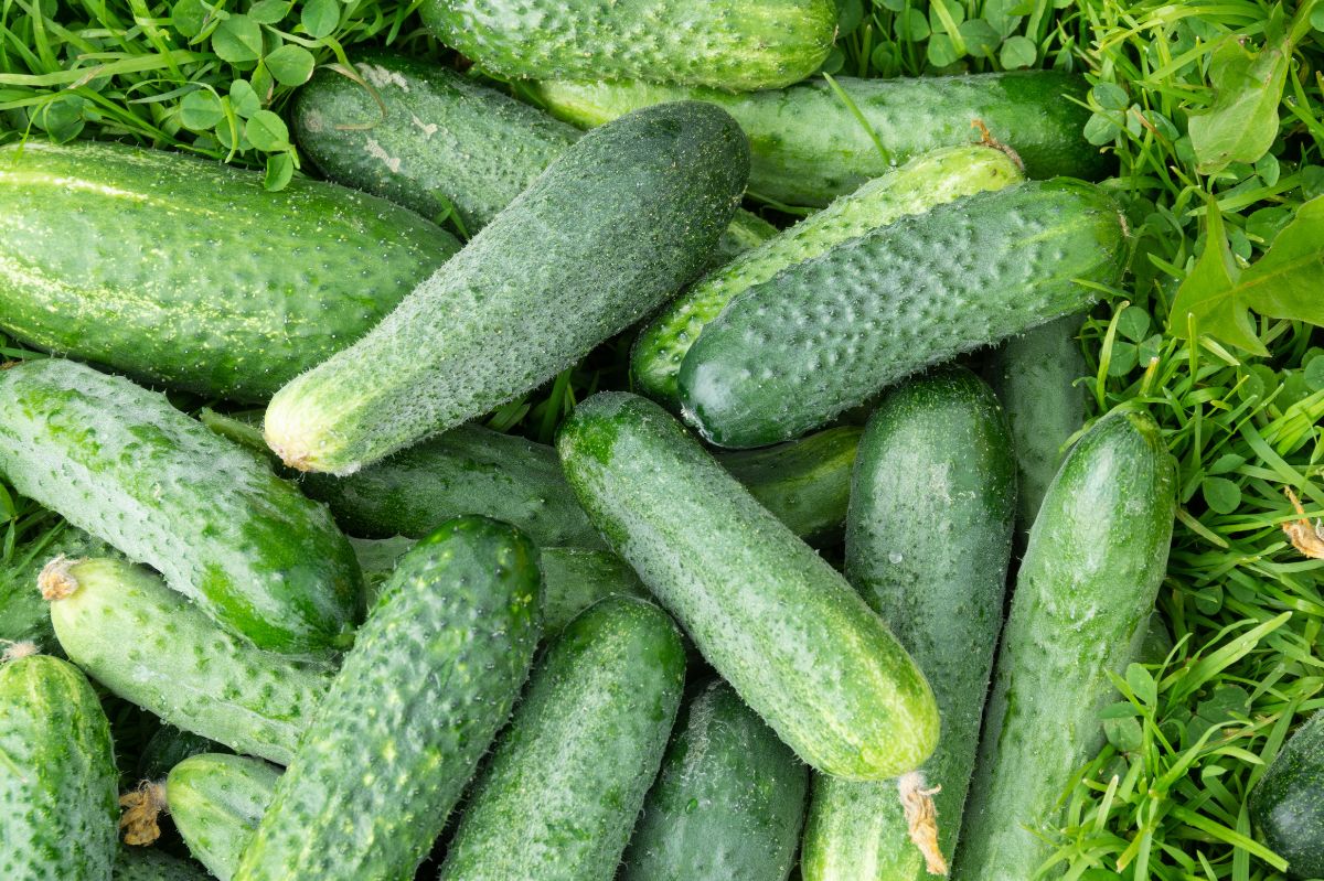 Cucumbers are one of the most commonly chosen vegetables for planting in gardens.