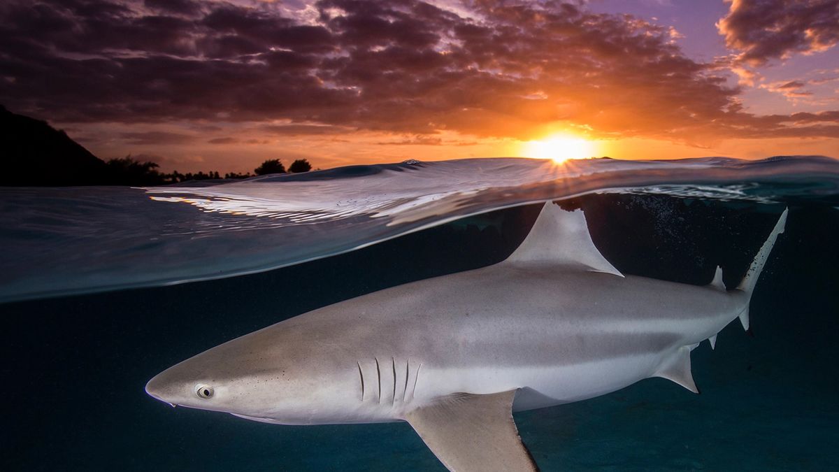 Najpiękniejsze zdjęcia oceaniczne, jakie zobaczysz. Aż nie chce się wierzyć, że są prawdziwe 1