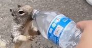 Wiewiórka z butelką. Turyści nagrali, co zrobiła