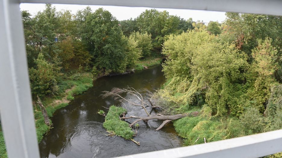 Rzeka Drwęca to niedoceniony skarb regionu