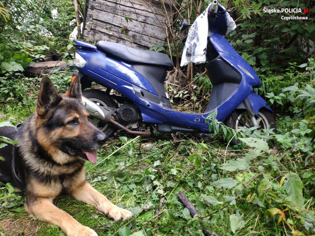 Kair doprowadził policjantów do skradzionego skutera 