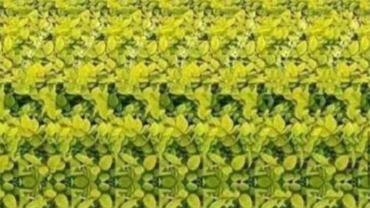 Sprawdź, czy masz sokole oko 