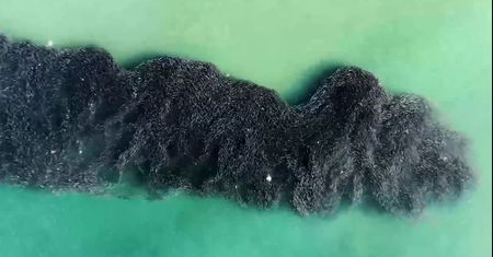 Gigantyczna "ciemna plama" na wodzie. Niezwykłe nagranie ławicy ryb u wybrzeży Long Island