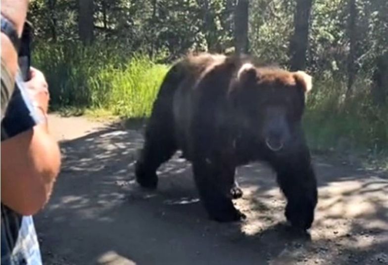 Nabuzowany grizzly szedł na turystów. Nie do wiary, co zrobił przewodnik