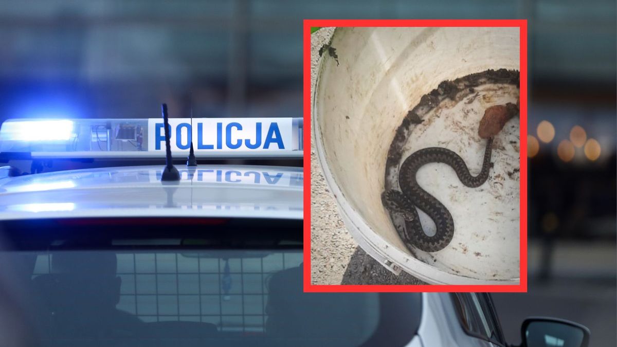 Żmija wdarła się do mieszkania