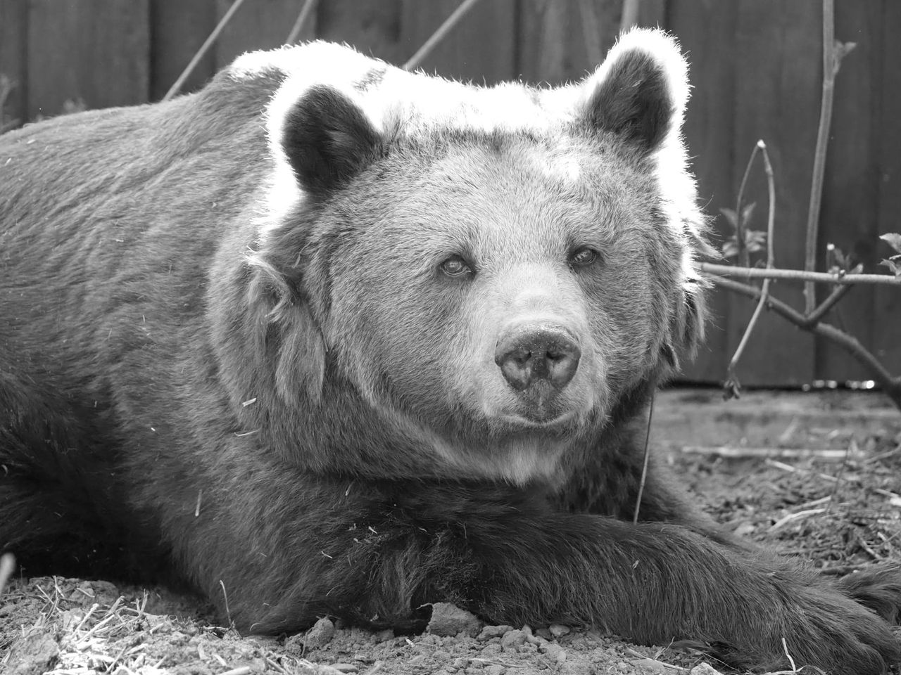 Warszawa. Nie żyje Tatra, niedźwiedzica z zoo