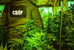 Śląskie. Akcja CBŚP. Zlikwidowane plantacje konopi indyjskich