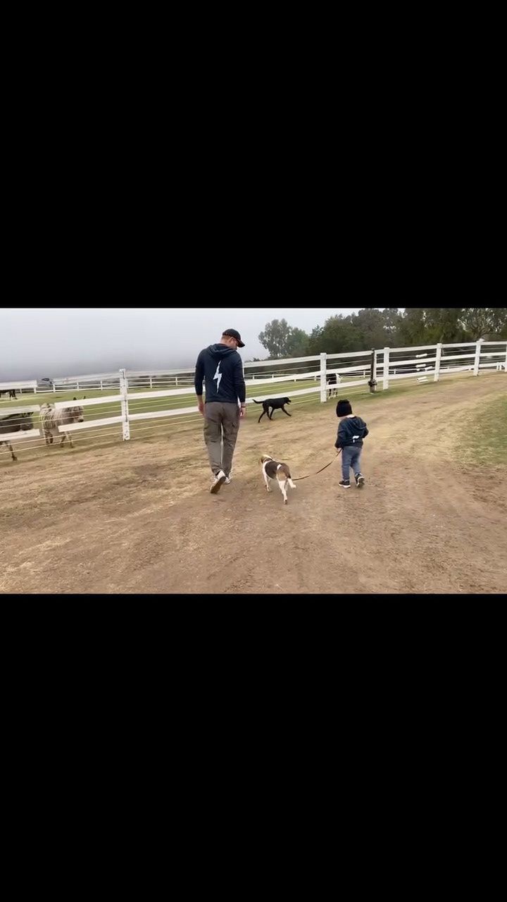 Meghan Markle hat ein rührendes Video über ihren verstorbenen Hund veröffentlicht.