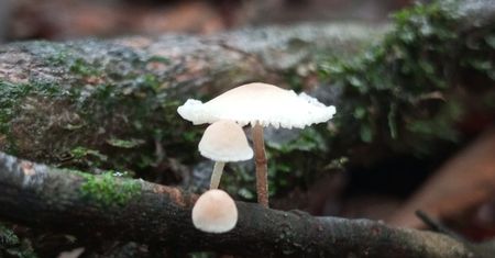Były na Ziemi wcześniej niż rośliny. Polacy uwielbiają je zbierać