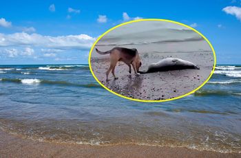 Przerażające znalezisko. Setki martwych fok u wybrzeży Rosji
