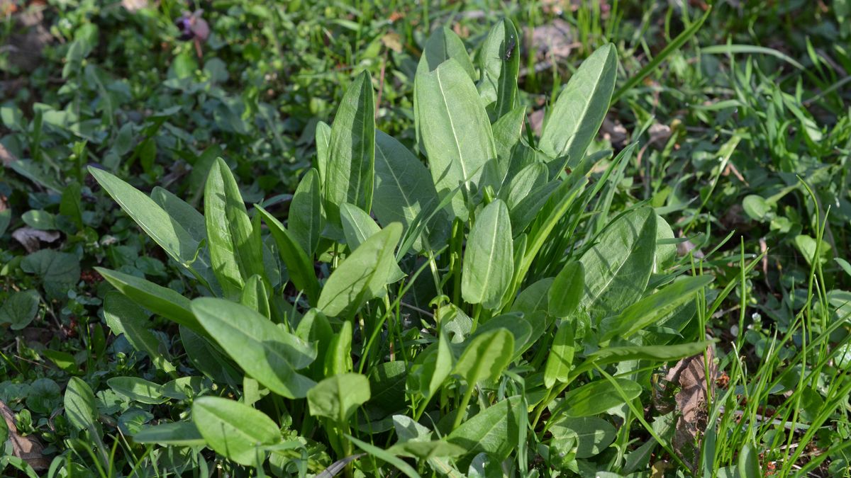 Zaczyna się sezon na szczaw
