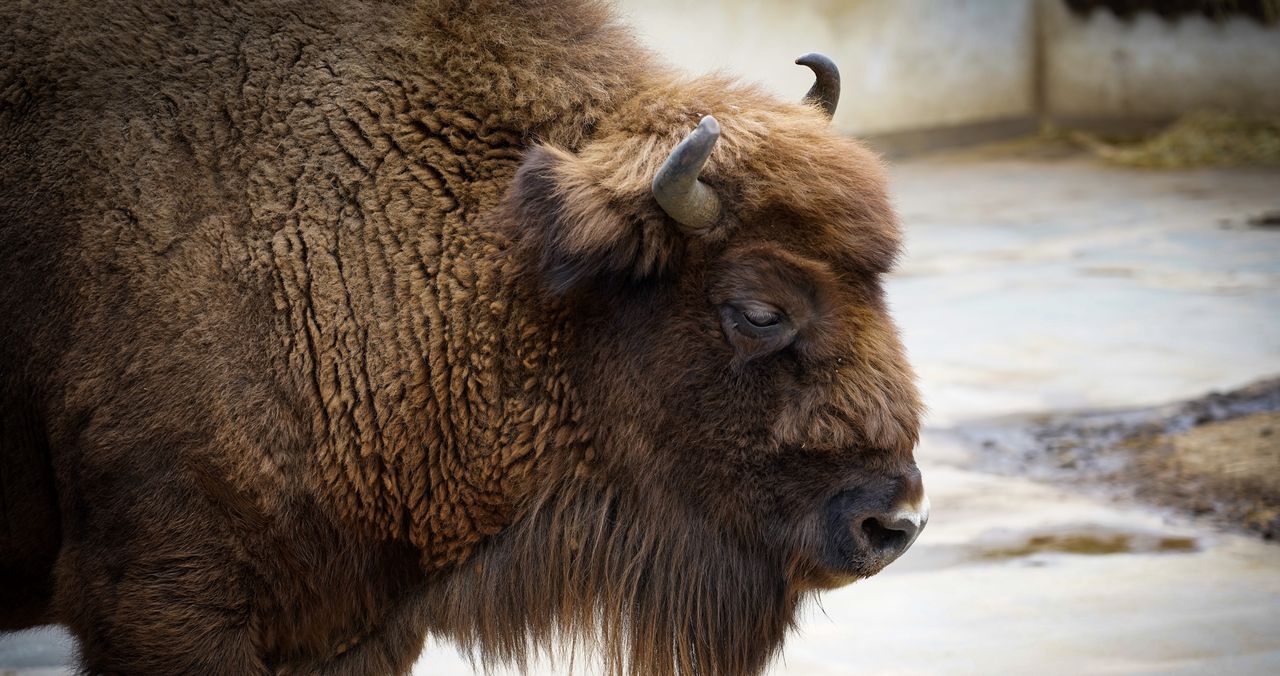 Pomorze Zachodnie: Zakończyło się liczenie żubrów