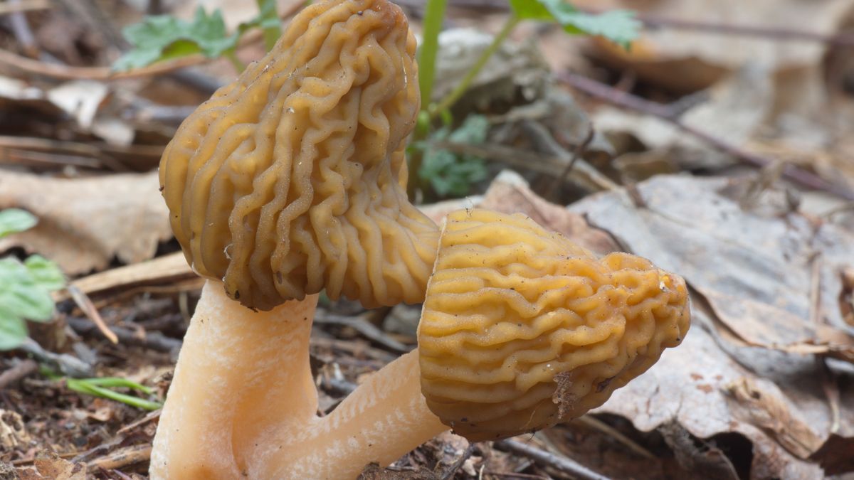 Pojawienie się ich w lasach to jednak z oznak nadejście wiosny 