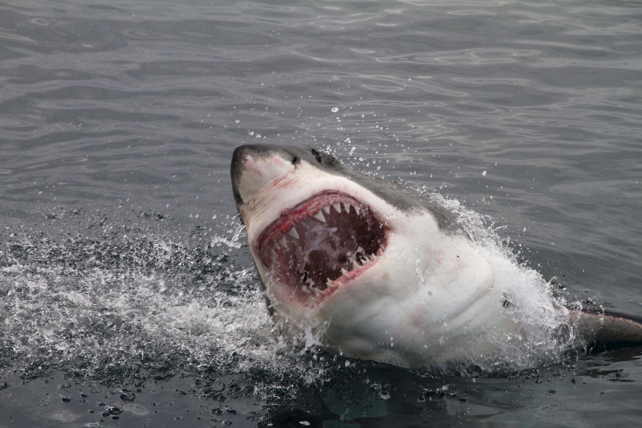 Attack great white shark
attack, fear, fish, sea, ocean, shark, white shark, great white shark, teeth, mouth, jumping, water, scary, frightening, jaw, bite, biting, eat, hungry, help, close, blood, predator, huge