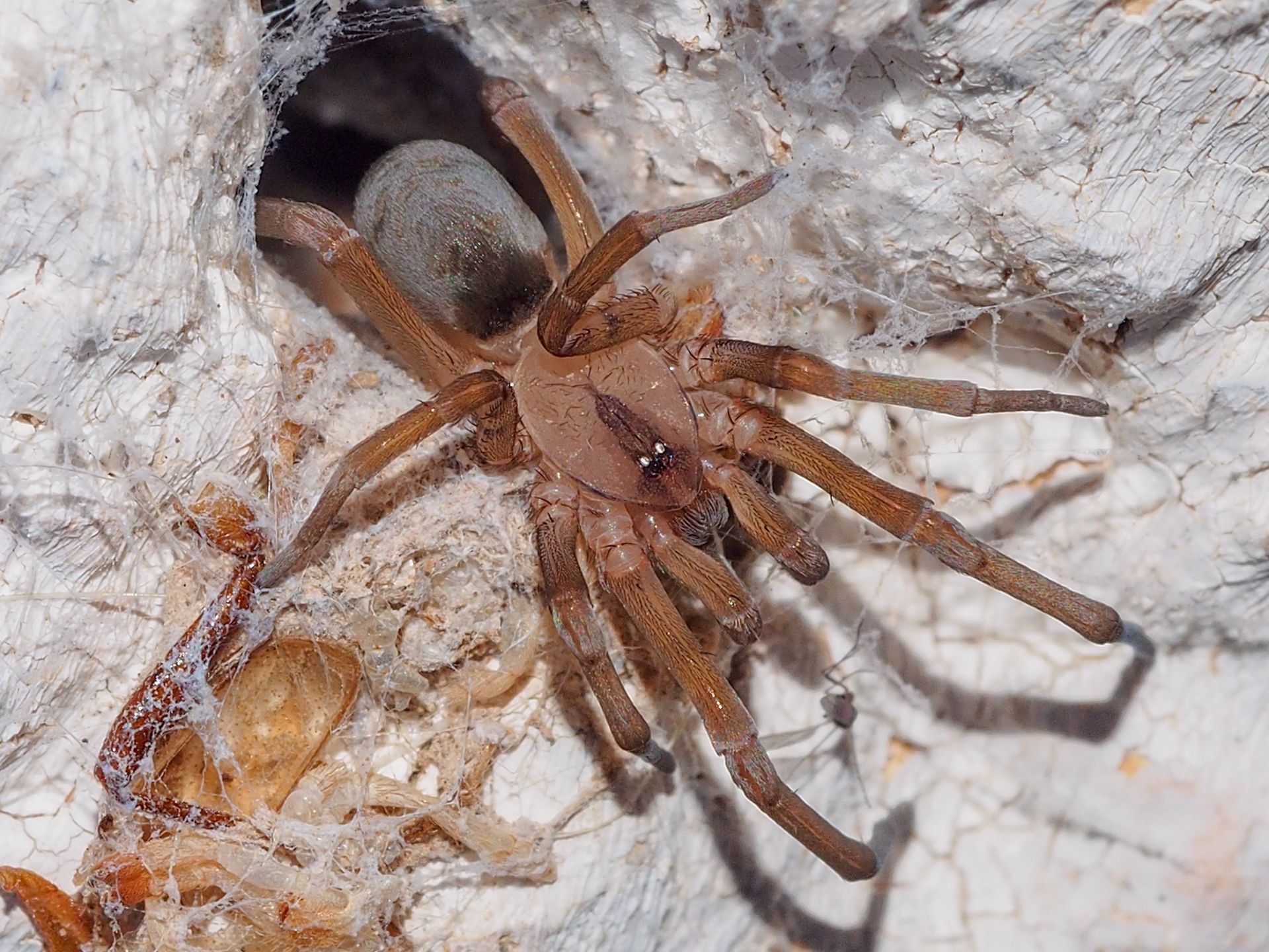 Loxosceles rufescens