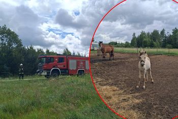 Makabryczne sceny na wybiegu. Konie śmiertelnie porażone prądem